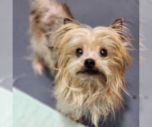 Mutt Dogs for adoption in Walnutport, PA, USA