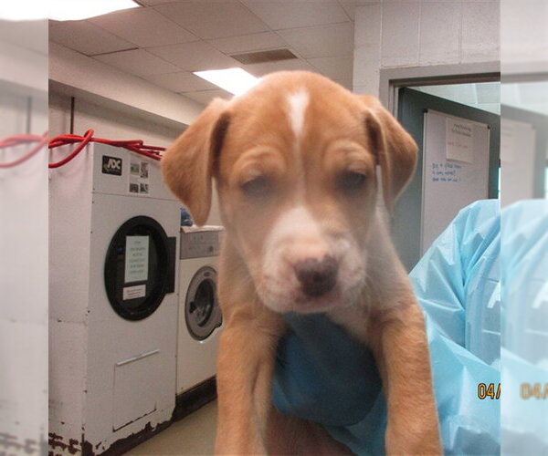 Medium Photo #1 Mutt Puppy For Sale in Oklahoma City, OK, USA