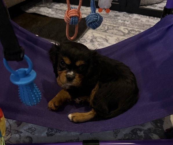 Medium Photo #14 Cavalier King Charles Spaniel Puppy For Sale in PARKER, CO, USA