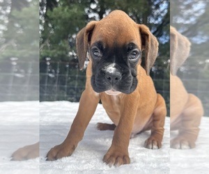 Boxer Puppy for Sale in PAWNEE CITY, Nebraska USA