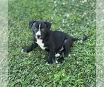 Small #3 Mutt