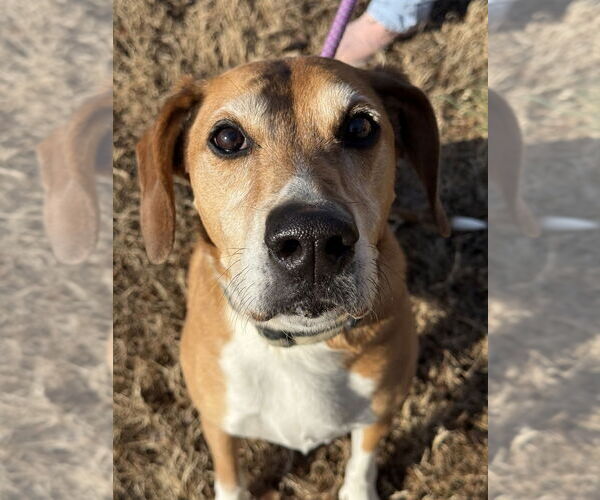 Medium Photo #1 Mutt Puppy For Sale in Glen Allen, VA, USA