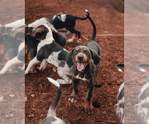 Catahoula Leopard Dog Puppy for Sale in WILSONVILLE, Oregon USA