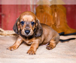 Puppy Tom Dachshund