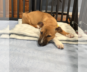 Peach - Female Mutt Dog for Adoption - Photo #2
