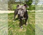 Small American Pit Bull Terrier-Staffordshire Bull Terrier Mix