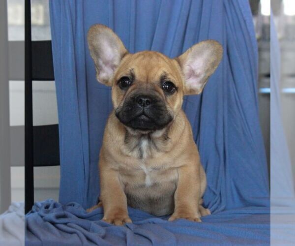 Medium Photo #3 French Bulldog Puppy For Sale in MORGANTOWN, PA, USA
