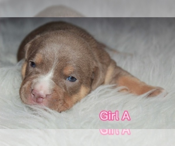 Medium Photo #2 American Bully Puppy For Sale in HIRAM, GA, USA