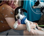 Small #1 American Staffordshire Terrier-Border Collie Mix