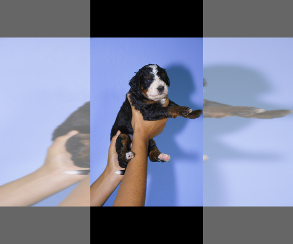 Medium Photo #5 Bernedoodle (Miniature) Puppy For Sale in ARLINGTON, TX, USA
