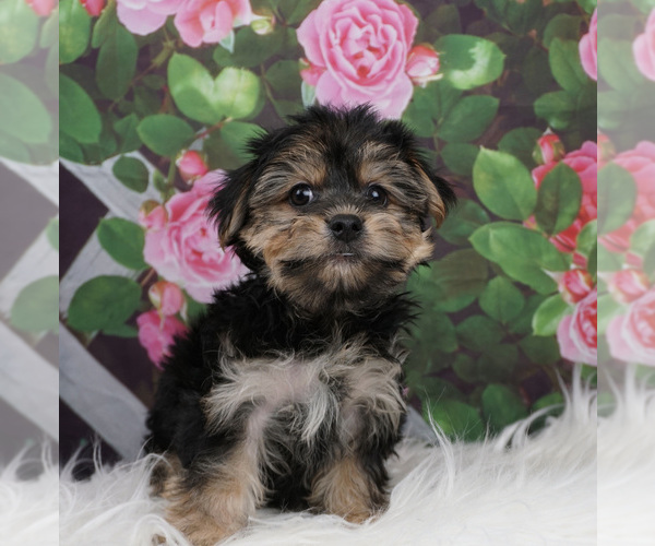 Medium Photo #3 Morkie Puppy For Sale in WARSAW, IN, USA