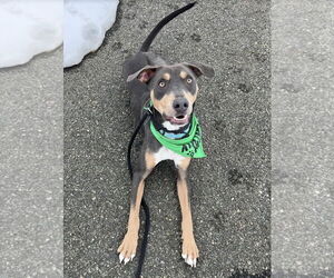 Doberman Pinscher-Unknown Mix Dogs for adoption in Rockaway, NJ, USA