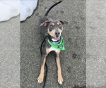 Small Doberman Pinscher Mix