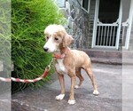 Small Photo #1 Poodle (Miniature) Puppy For Sale in LEOLA, PA, USA