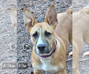 Kite - Female Mutt Dog for Adoption - Photo #8