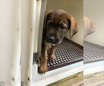 Small #10 Mutt