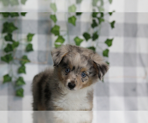 Aussiedoodle Miniature  Puppy for sale in MARIETTA, GA, USA