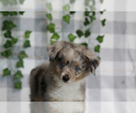 Image preview for Ad Listing. Nickname: Mini Aussiepoo