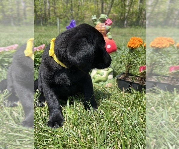 Medium Photo #3 Labrador Retriever Puppy For Sale in NEOLA, WV, USA