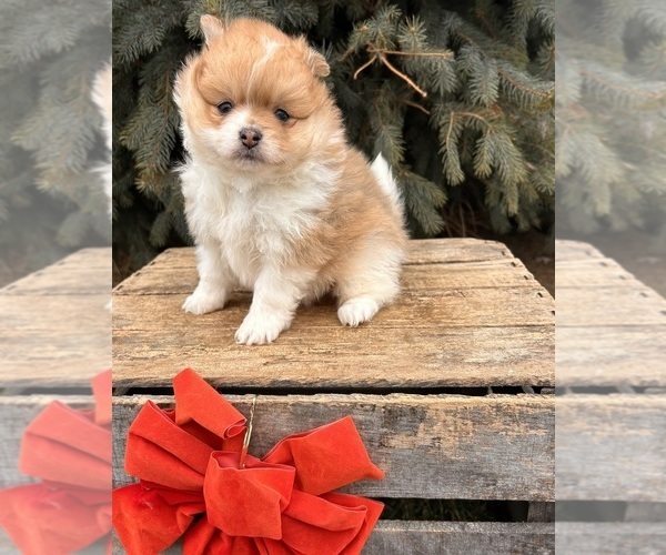 Medium Photo #1 Pomeranian Puppy For Sale in MIDDLEBURY, IN, USA