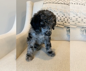 Poodle (Standard) Puppy for sale in SANDY, UT, USA