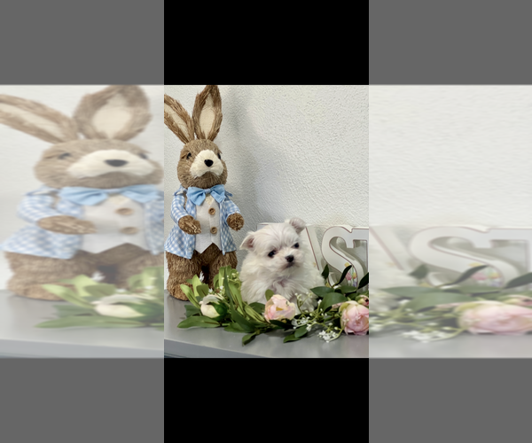 Medium Photo #4 Maltese Puppy For Sale in NILES, MI, USA