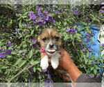 Small French Bulldog Mix