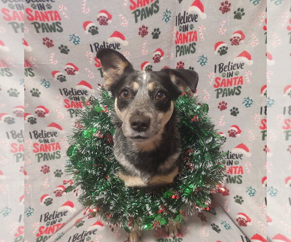 Medium Photo #5 Mutt Puppy For Sale in FAIRLAWN, OH, USA