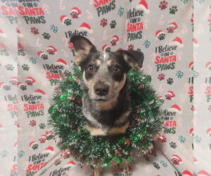 Jocky PENDING - Male Mutt Dog for Adoption - Photo #5