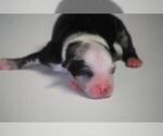 Small Photo #2 Miniature Australian Shepherd Puppy For Sale in CIRCLEVILLE, UT, USA