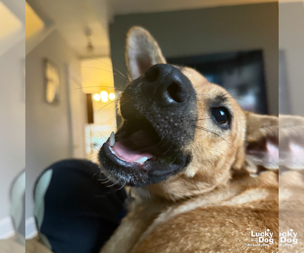 Medium Photo #8 Mutt Puppy For Sale in Washington, DC, USA