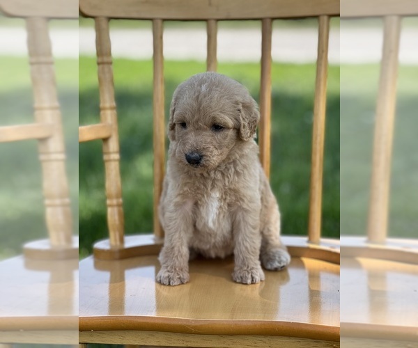 Medium Photo #17 Goldendoodle Puppy For Sale in MARYVILLE, MO, USA