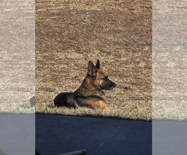 Medium Photo #6 German Shepherd Dog Puppy For Sale in Plantation, FL, USA