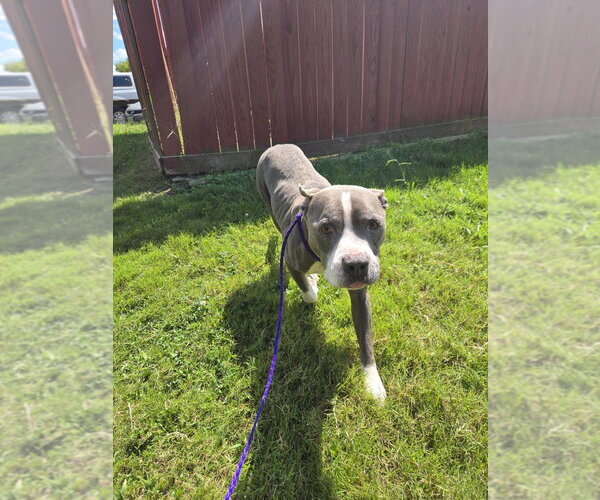 Medium Photo #1 Mutt Puppy For Sale in Glen Allen, VA, USA