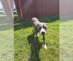 Small Mutt