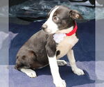 Small #2 Boston Terrier Mix