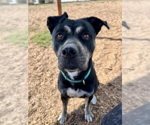 Catahoula Leopard Dog-Siberian Husky Mix Dogs for adoption in Santa Cruz, CA, USA