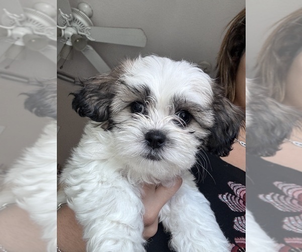 Medium Photo #2 Zuchon Puppy For Sale in HOMESTEAD, FL, USA