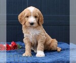Small #4 Goldendoodle