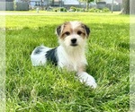 Small #3 Chorkie