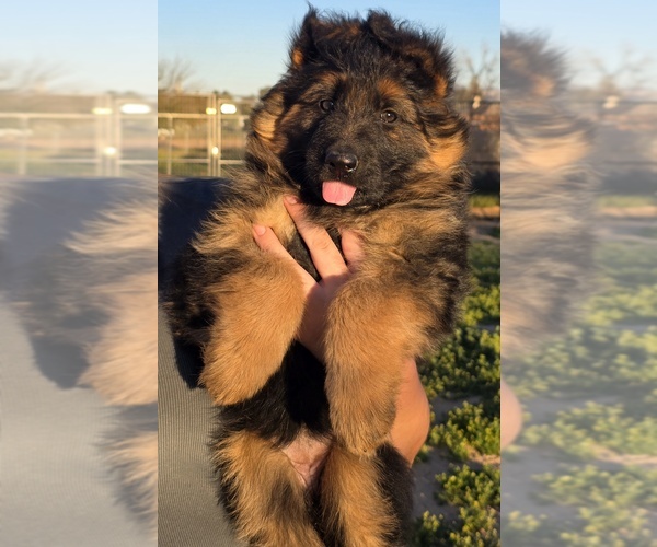Medium Photo #1 German Shepherd Dog Puppy For Sale in HESPERIA, CA, USA