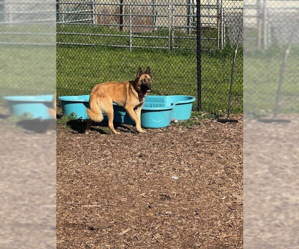 Medium Photo #2 Mutt Puppy For Sale in Imlay City, MI, USA