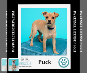 ShiChi Dogs for adoption in Kimberton, PA, USA