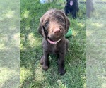 Small #1 Labradoodle