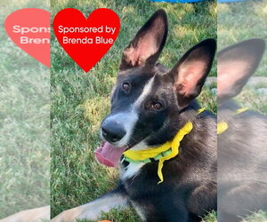 Champ - Male Border Collie-Siberian Husky Mix Dog for Adoption