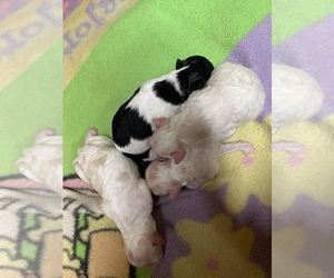 Maltipoo-Poodle (Standard) Mix Puppy for sale in JASPER, GA, USA
