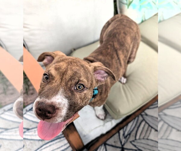 Medium Photo #3 American Pit Bull Terrier-American Staffordshire Terrier Mix Puppy For Sale in Lighthouse Point, FL, USA