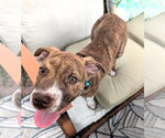 Small #2 American Pit Bull Terrier-American Staffordshire Terrier Mix