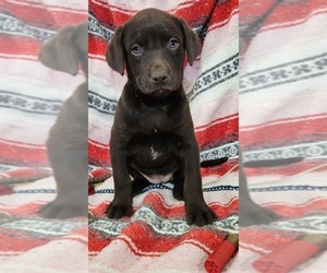 Labrador Retriever Litter for sale in MERIDEN, KS, USA