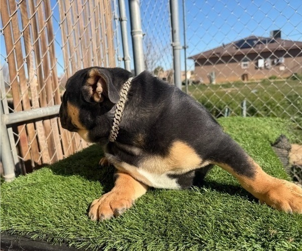 Medium Photo #26 English Bulldog Puppy For Sale in WEST HOLLYWOOD, CA, USA